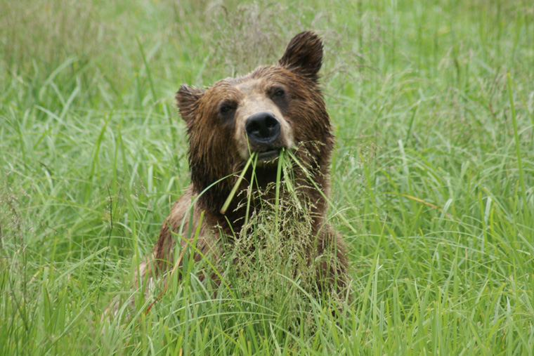 A Brown Bear munches on grass in the Misty Fjords