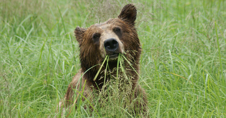 Alaska Bear Viewing Tours